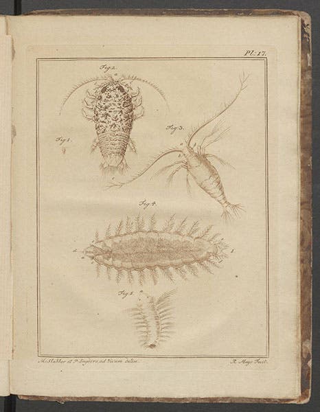 Plate 17 of Martinus Slabber, Natuurkundige verlustigingen, 1778, showing a speckled sea louse, a copepod, and a sea slug \. A detail of the sea louse can be seen in the first image (Linda Hall Library)