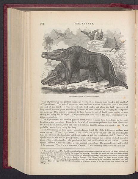Megalosaurus with pterodactyls, wood engraving, from Samuel G. Goodrich, Illustrated Natural History, 1859 (Linda Hall Library)