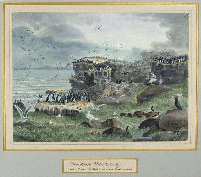 “Sea bird rookery,” watercolor by Henry Wood Elliott, 1874, Phoebe A. Hearst Museum, Berkeley (cspace.berkeley.edu)