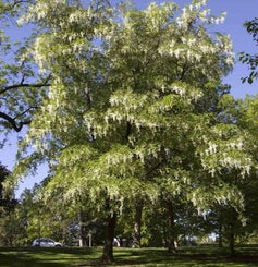 Yellowwood summer