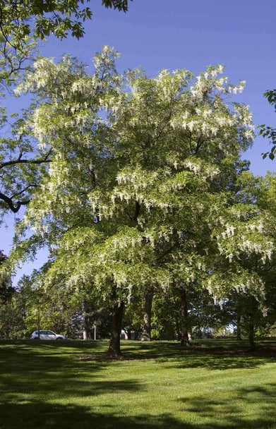 Yellowwood summer