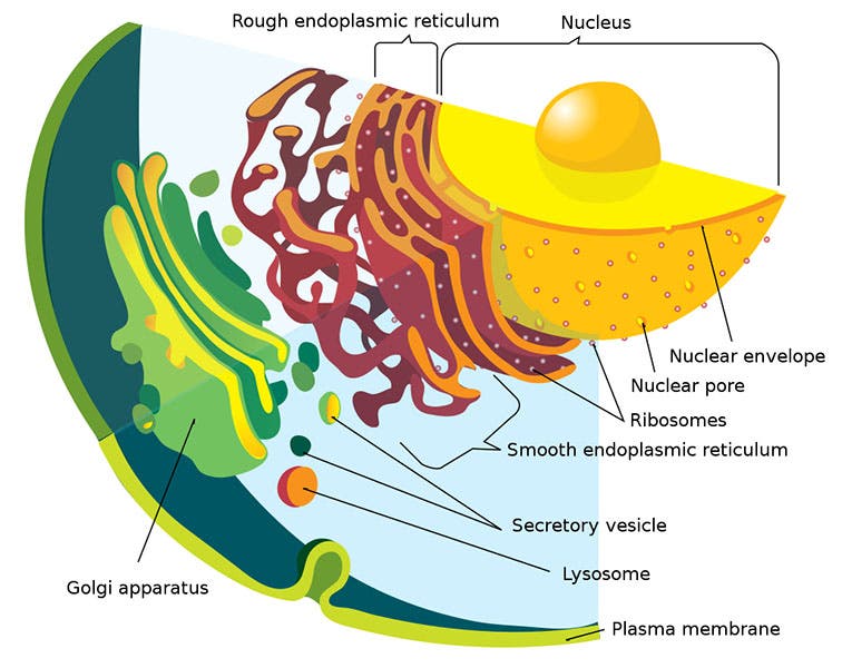 Modern textbook illustration of a eukaryote cell and its organelles, with the Golgi apparatus clearly labelled (Ladyofhats on Wikimedia commons)
