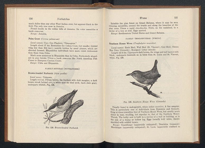 Brown-Headed Nuthatch aand Southern House Wren, James Bond, Field Guide to Birds of the West Indies, 1947 (Linda Hall Library)
