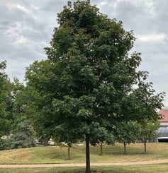 Sugar Maple summer