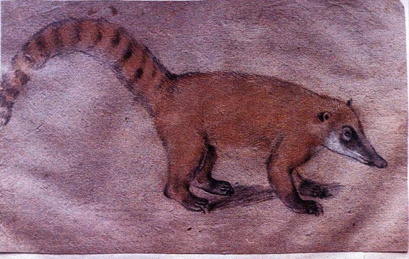 Coati, brown crayon on paper, Theatri, vol. 3 (Jagiellonian Library, Kraków)
