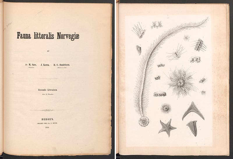Title page of Michael Sars, Fauna littoralis norvegiae, 1856, and a plate from that volume (Linda Hall Library)