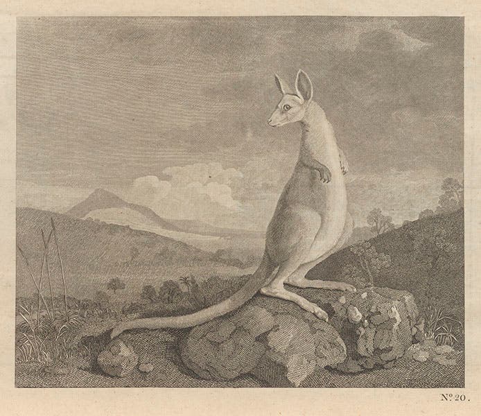 A kangaroo, as drawn on Cook’s first voyage, in John Hawkesworth, An Account of the Voyages, 1773 (Linda Hall Library)