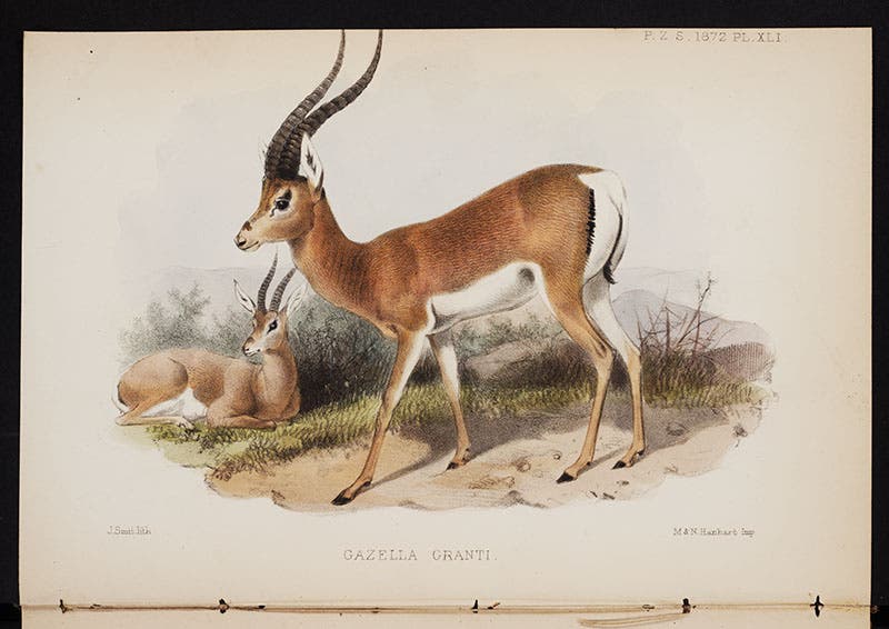 Grant’s gazelle, by Joseph Smit, colored lithograph accompanying article by Victor A. Brooke in which Grant’s gazelle was first named, from Proceedings of the Zoological Society of London, 1872 (Linda Hall Library)