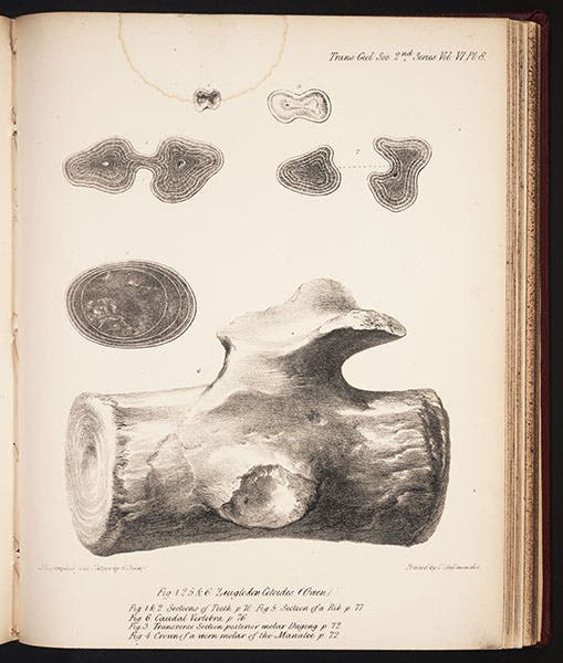 Richard Owen, vertebra and teeth of Basilosaurus, 1842, Linda Hall Library