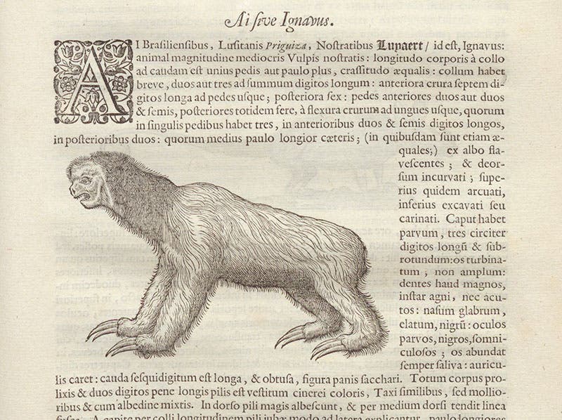 Sloth after Carolus Clusius, woodcut, Willem Piso, Georg Markgraf, and Joannes de Laet, Historia naturalis Brasiliae, p. 221, 1648 (Linda Hall Library)