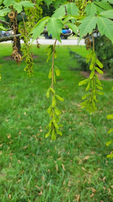 Ivy-leaved Maple seed