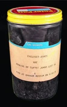 The peanut butter jar at Tufts University that contains some of Jumbo’s ashes (now.tufts.edu)