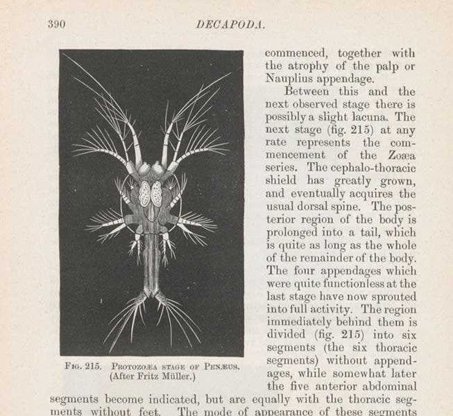 A stage in the development of the larva of Penaeus, a prawn, wood engraving, in Francis M. Balfour, A Treatise on Comparative Embryology, vol. 1, 1880 (Linda Hall Library)