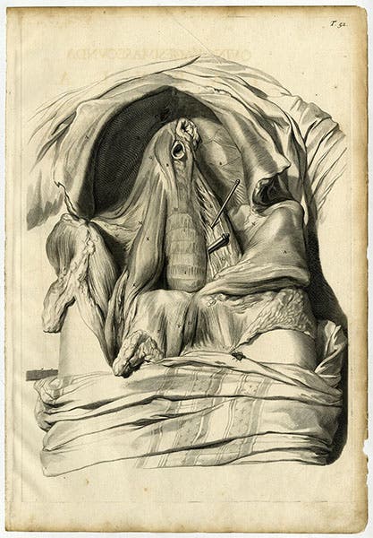 Thorax and abdomen, engraved plate no. 52, after Gerard de Lairesse, in Govard Bidloo, Anatomia humani corporis, 1685 (theprintscollector on ebay.com)