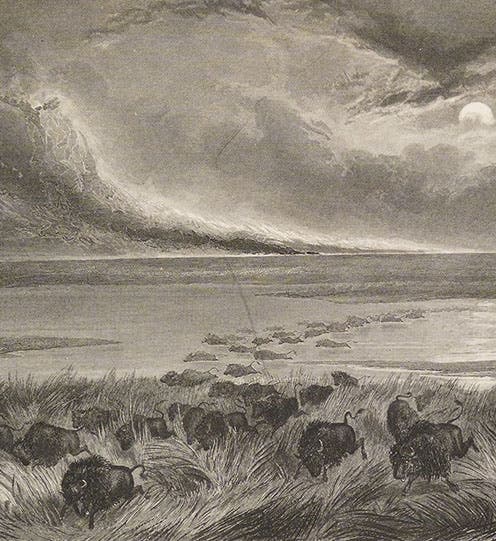 Buffalo escaping a prairie fire, engraving in Memoirs of My Life, by John Charles Fremont, 1887 (Linda Hall Library)