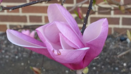 Betty Magnolia flower