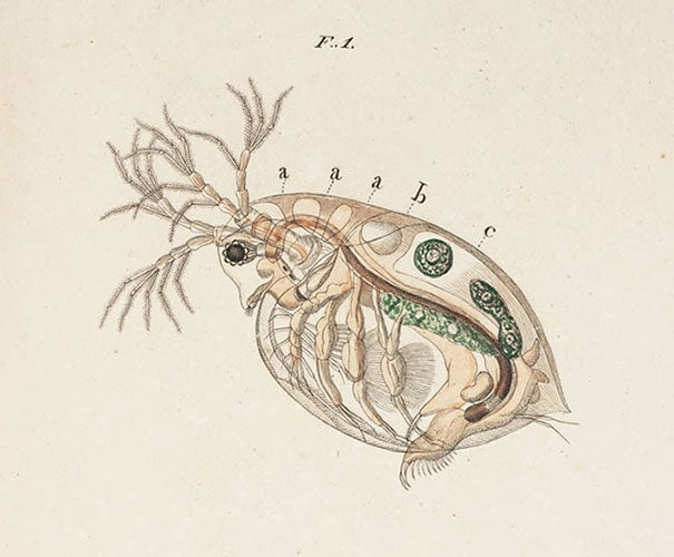 A species of Daphnia, from Louis Jurine, Histoire des monocles, 1820 (Linda Hall Library)
