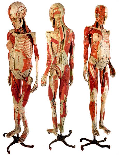 Three views of a standing papier-mâché human figure by the Auzoux firm, in a private collection (industrialanatomy on wordpress.com)