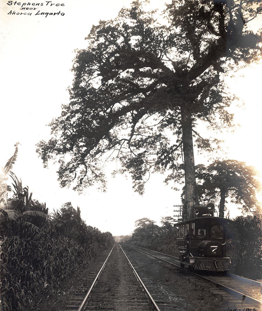 Stephens’ Tree, a landmark along the railroad, next to the double track in 1912. From A.B. Nichols Notebooks. View in Digital Collection »