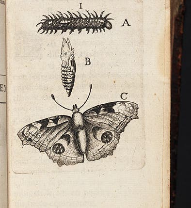 A peacock butterfly, with its larva and pupa, etching from Johannes Goedaert, <i>Metamorphosis</i>, 1660-69 (Linda Hall Library)
