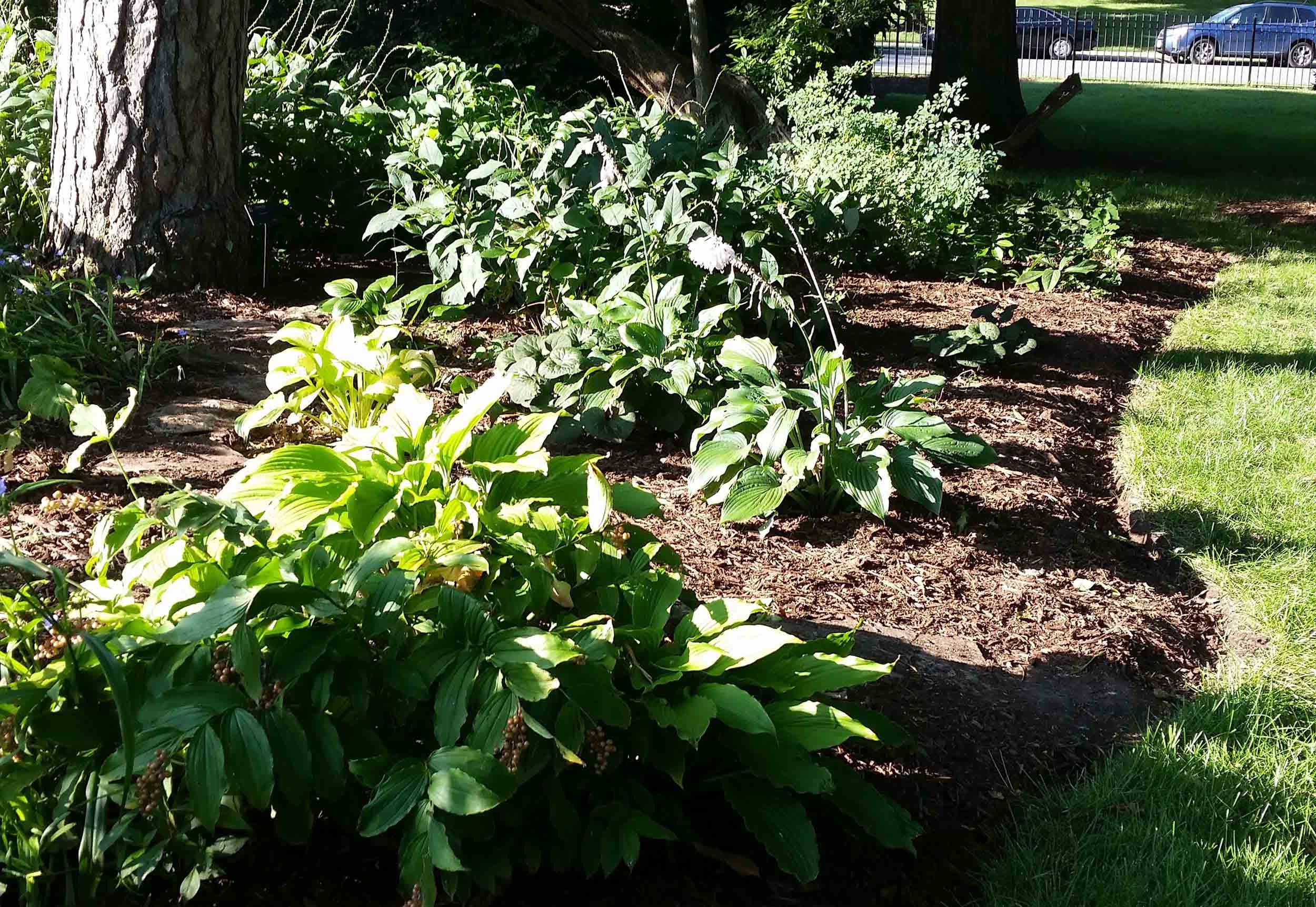 Linda Hall Library woodland garden in the summer