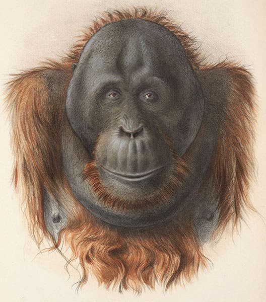Max the orangutan, at the Paris menagerie, hand-colored lithograph by Adolphe Millot, slightly cropped, in Nouvelles Archives du Muséum d’Histoire Naturelle, ser. 3, vol. 7, plate 2, 1895 (Linda Hall Library)