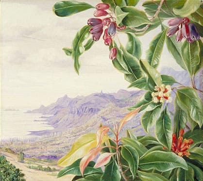 Clove in fruit, by Marianne North (Kew Gardens)