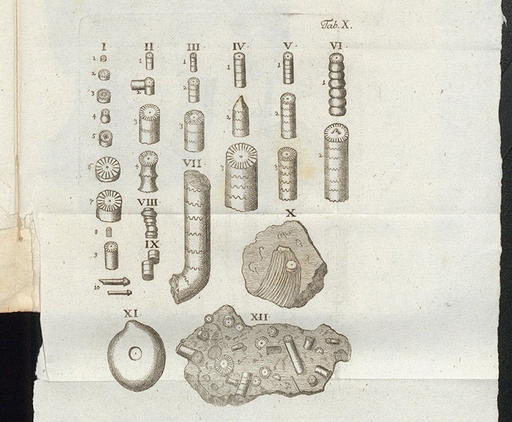 Fossil crinoids, woodcut, Friedrich Lachmund, Oryktographia Hildesheimensis, 1669 (Linda Hall Library)