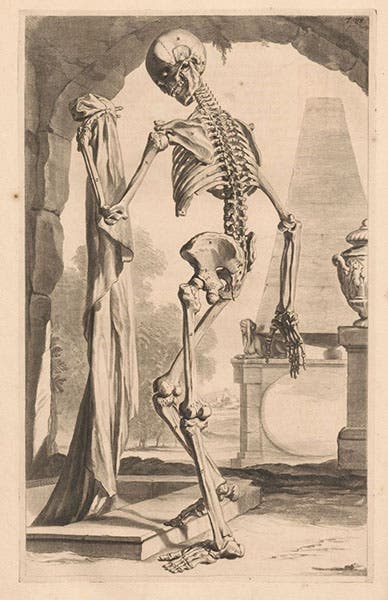 A skeleton viewed from the side, engraving in Anatomy of Humane Bodies, by Willam Cowper, plate 88, 1698, National Library of Medicine (collections.nlm.nih.gov)