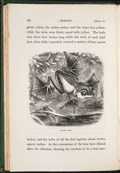 Wallace’s flying tree frog, text wood engraving, The Malay Archipelago, by Alfred Russel Wallace, vol. 1, 1869 (Linda Hall Library)