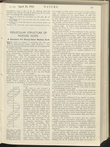 First page of “Molecular structure of nucleic acids: A structure for deoxyribose nucleic acid," by James D. Watson and Francis Crick, Nature, vol. 171, p. 737, Apr. 25, 1953 (Linda Hall Library)