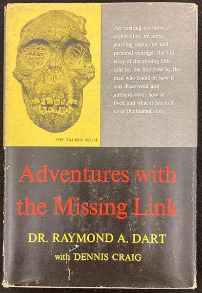 Dust jacket of Adventures with the Missing Link, by Raymond Dart, Harper & Brothers, 1959 (author’s copy)