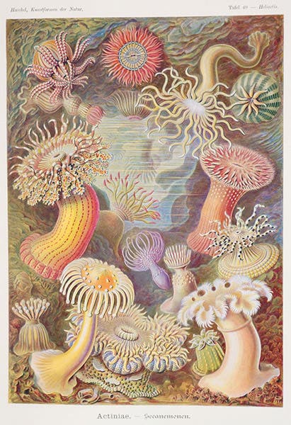 Sea anemones, chromolithograph, in Kunstformen der Natur, by Ernst Haeckel, plate 49, 1899-1904 (Linda Hall Library)