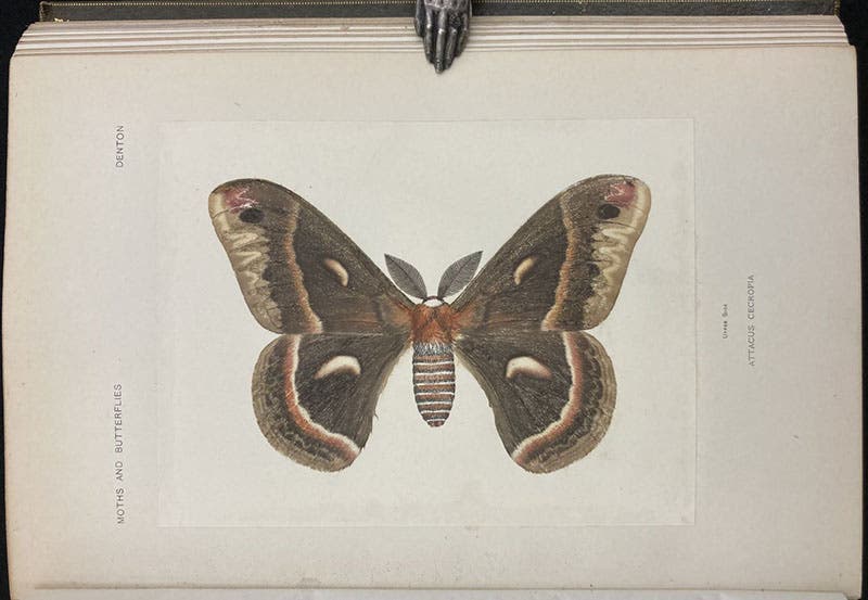 Cecropia moth, nature print, in As Nature Shows Them: Moths and Butterflies of the United States, by Sherman Foote Denton, vol. 1, 1900 (Linda Hall Library)