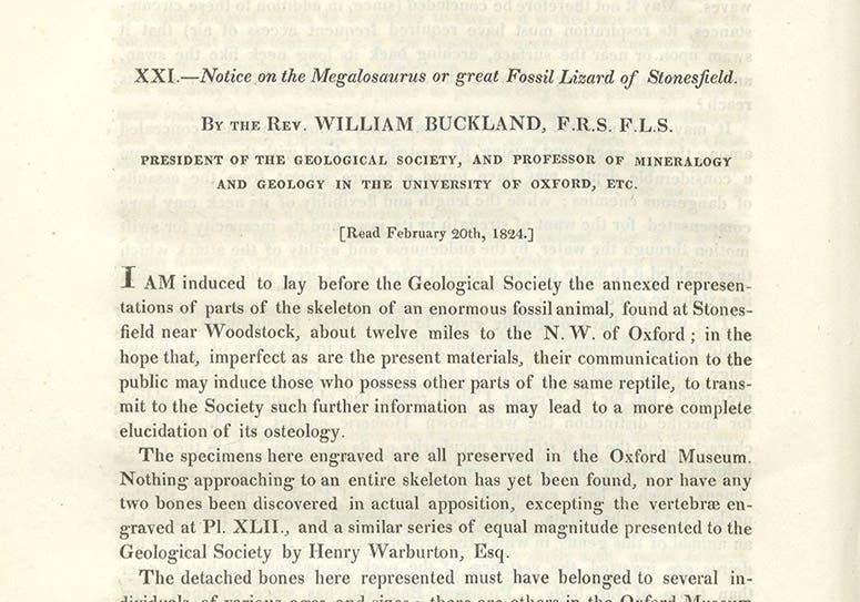 First paragraph, “Notice on the Megalosaurus or great Fossil Lizard of Stonesfield,” by William Buckland, Transactions of the Geological Society of London, ser. 2, vol. 1, p. 390, 1824 (Linda Hall Library)