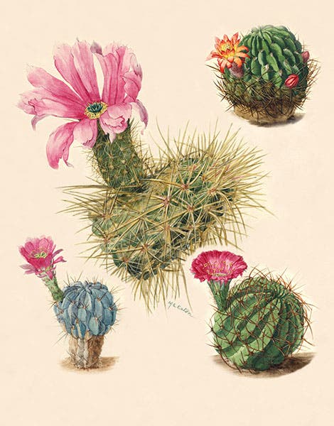 Englemann’s hedgehog cactus and three others, original watercolor by Mary Emily Eaton, 1915, National Museum of Natural History, Smithsonian Institution (collections.nmnh.si.edu)