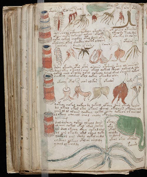 https://commons.wikimedia.org/wiki/File:Voynich_Manuscript_(176).jpg