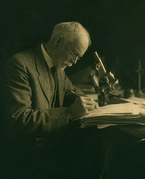 Photograph of an older Edmund Wilson at the microscope; the source locates the photograph at Bryn Mawr, but it was certainly taken long after he left that institution at age 33 (Wikimedia commons)