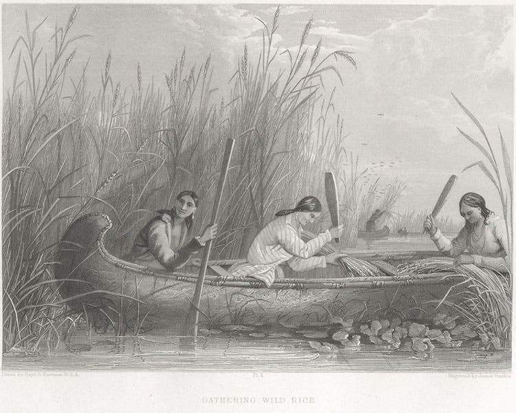 “Gathering Wild Rice,” engraving after a watercolor by Seth Eastman, in Indian Tribes of the United States, by Henry Schoolcraft, vol. 3, 1853 (Linda Hall Library)