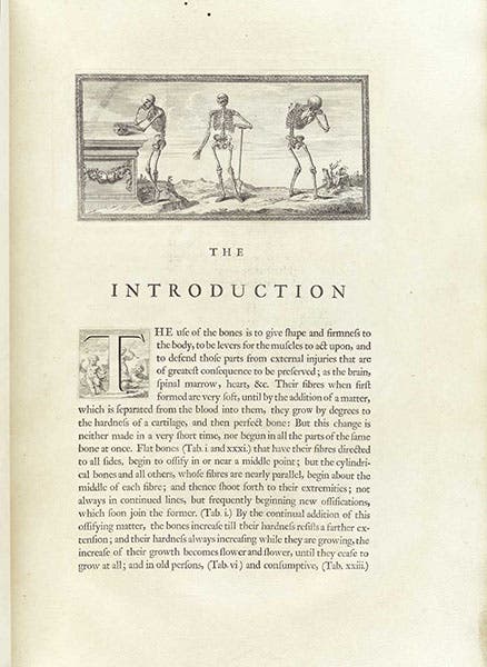 First page of the Introduction, with engraved headpiece, Osteographia, or the Anatomy of the Bones, by William Cheselden, 1733, National Library of Medicine (nlm.nih.gov)