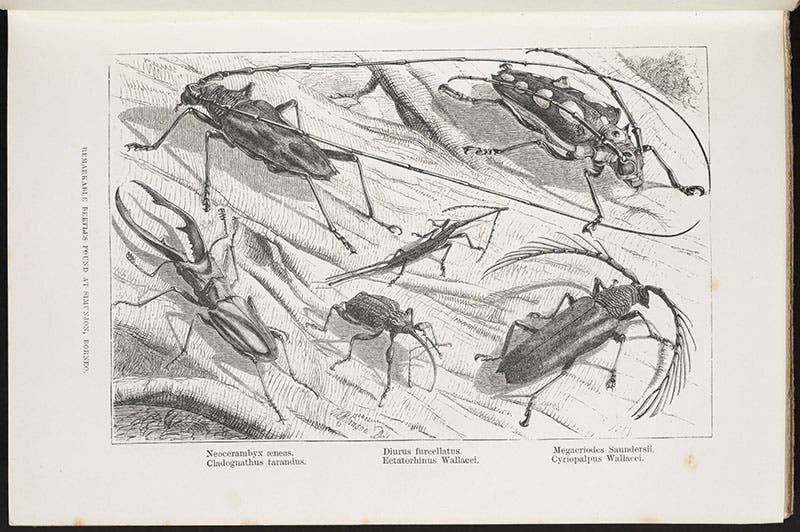 “Remarkable beetles” found in Borneo, wood engraving, The Malay Archipelago, by Alfred Russel Wallace, vol. 1, 1869 (Linda Hall Library)