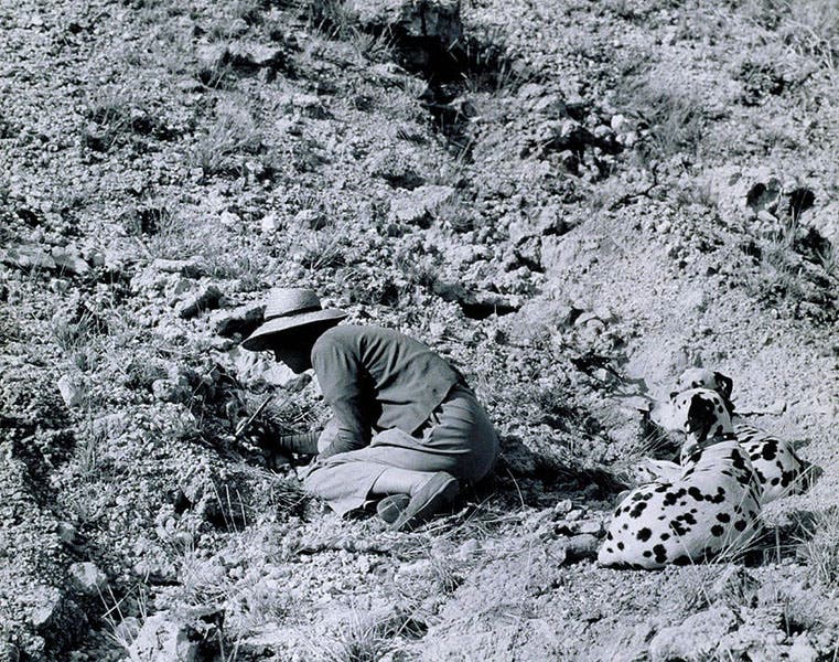Mary Leakey working at Olduvai Gorge where OH 5 (Zinj) was discovered in 1959 (leakeyfoundation.org)