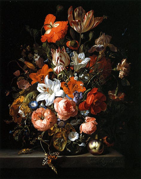 Flowers in a Glass Vase, oil on canvas, by Rachel Ruysch, 1704, Detroit Institute of Arts, part of current exhibition, Rachel Ruysch: Nature into Art (2024-2025) (toledomuseum.org)