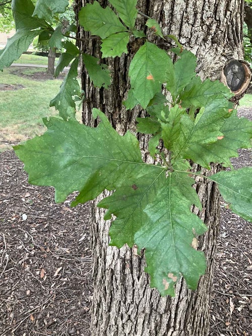 Bushes Oak leaf