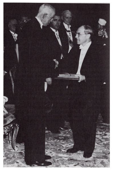 Hermann J. Muller receiving the Nobel Prize for Physiology/Medicine, 1946 (Nobel Foundation)