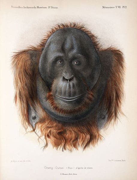 Max the orangutan, at the Paris menagerie, hand-colored lithograph by Adolphe Millot, in Nouvelles Archives du Muséum d’Histoire Naturelle, ser. 3, vol. 7, 1895 (Linda Hall Library)