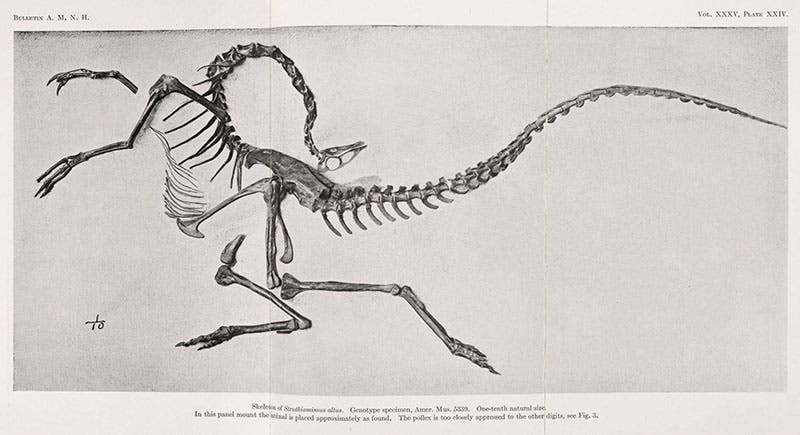 Struthiomimus skeleton as a panel mount, discovered by Barnum Brown and named by Osborn in this paper, Bulletin of the AMNH, 1916; not a photograph but a wash drawing, probably by Erwin Christman (Linda Hall Library)