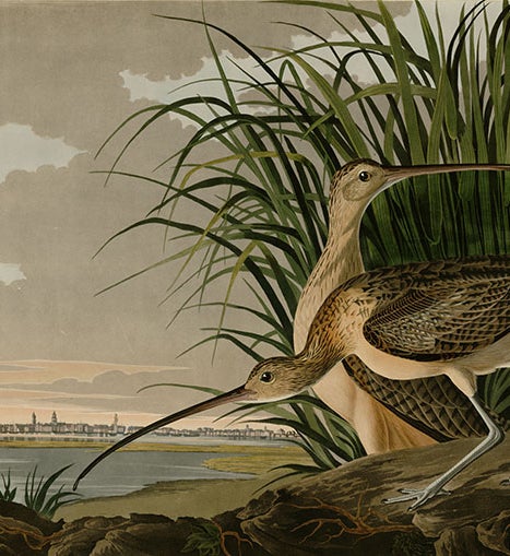 Long-billed Curlew, drawn by J.J. Audubon, engraved by R. Havell, Jr., plate 231 in Audubon’s <i>Birds of America</i>, 1827-38 (Wikimedia commons)