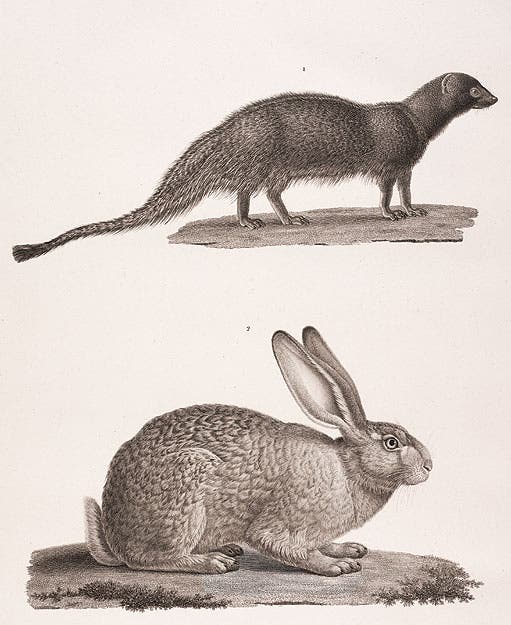 The ichneumon, or Egyptian mongoose, from Description de l’Égypte Histoire naturelle v. 1.