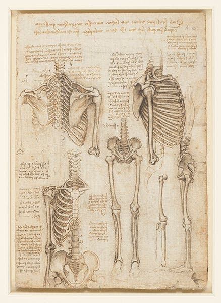 Four skeletons; black chalk, pen and ink, wash on paper; by Leonardo da Vinci, ca 1510-11, no 919012, Royal Library at Windsor.